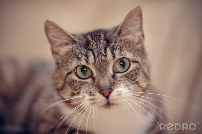 Bild Katze mit schönen Augen