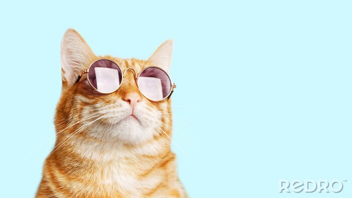 Bild Katze mit Sonnenbrille