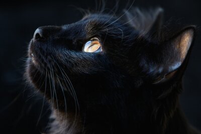 Bild Katze Schwarze im Profil