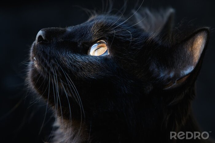 Bild Katze Schwarze im Profil