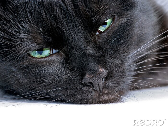 Bild Katze Schwarze mit grünen Augen