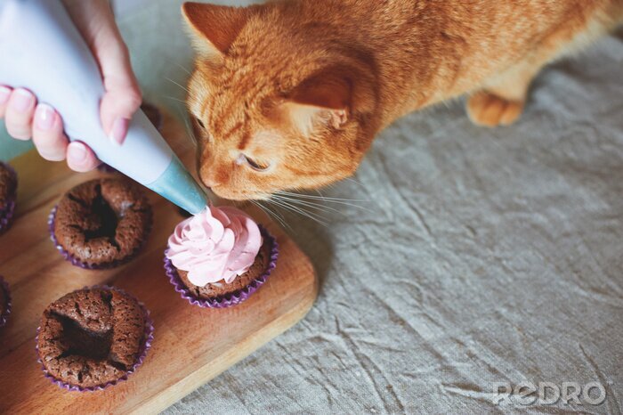 Bild Katze und bunte Muffins