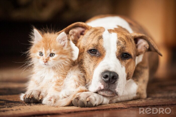 Bild Katze und Hund nebeneinander