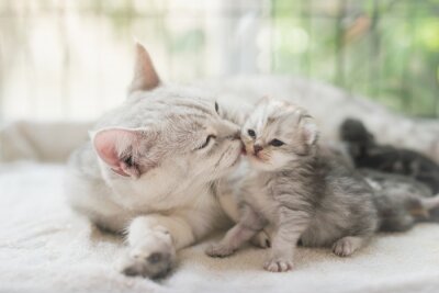 Bild Katzenmutter und kleines Kätzchen