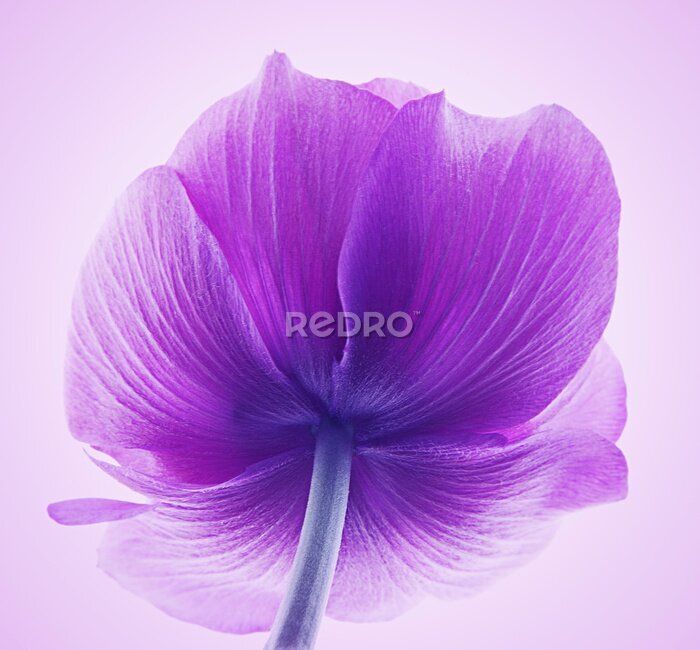 Bild Kelch mit lila Blüten