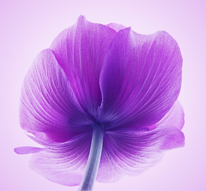 Bild Kelch mit lila Blüten