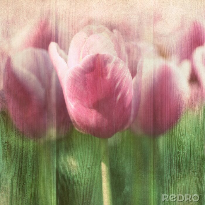 Bild Kelch von rosa Tulpe