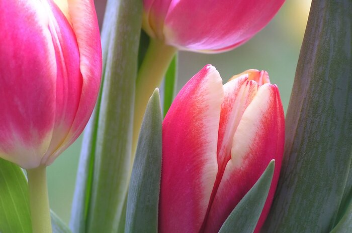 Bild Kelche aus roten Tulpen