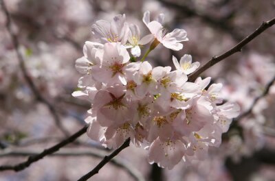 Bild Kirschblüte als Natur