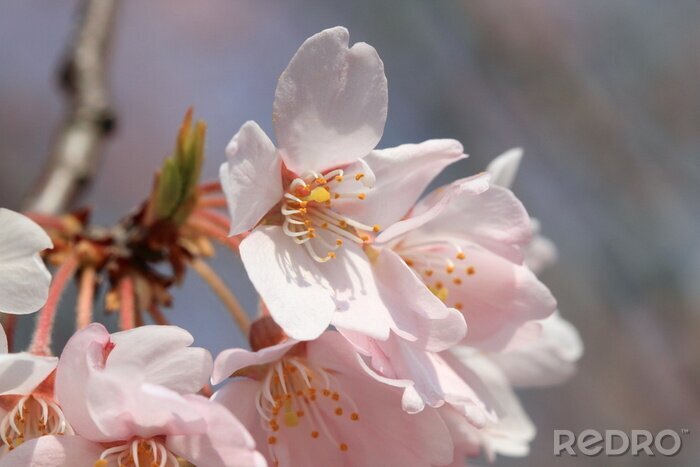 Bild Kirschblüten in Nahaufnahme