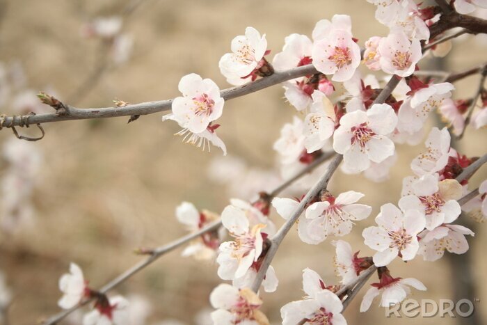 Bild Kirschblüten und Natur