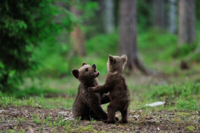 Bild Kleine Bären haben Spaß