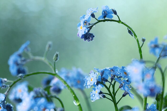 Bild Kleine blaue Feldblumen