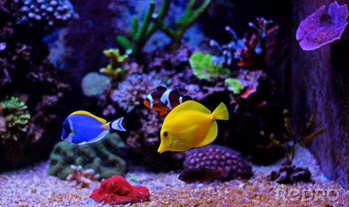 Bild Kleine Fische im Aquarium