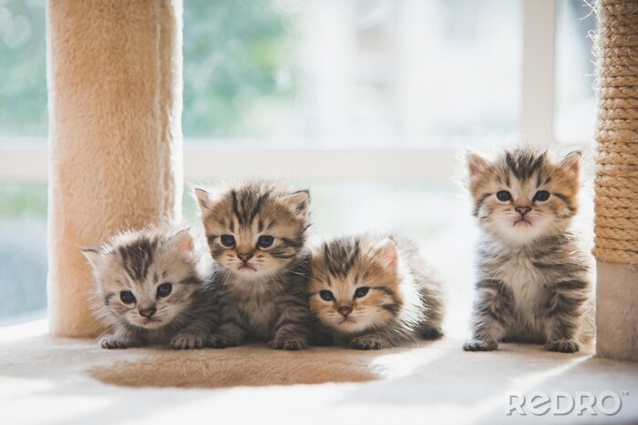 Bild Kleine Kätzchen zu Hause