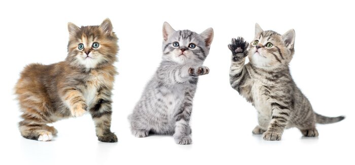 Bild Kleine Katzen mit einer erhobenen Pfote