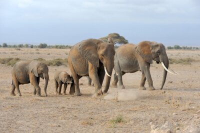 Bild Kleine und große Elefanten in Kenia