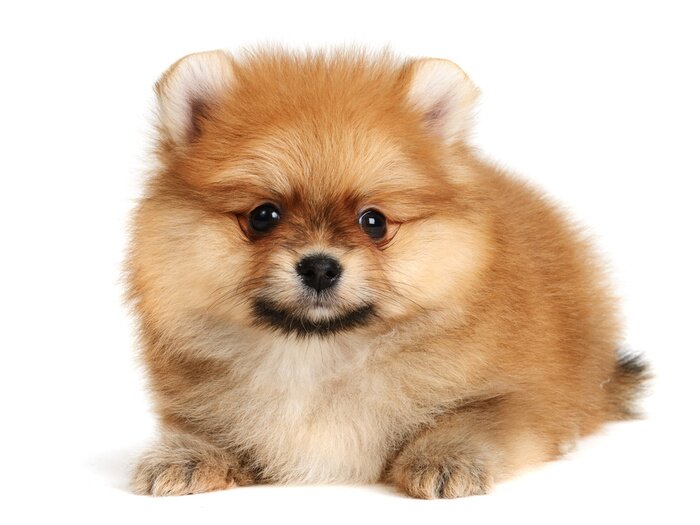 Bild Kleiner flauschiger Hund