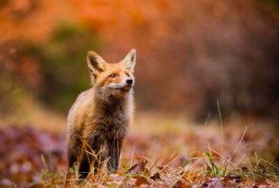 Bild Kleiner Fuchs im Herbst