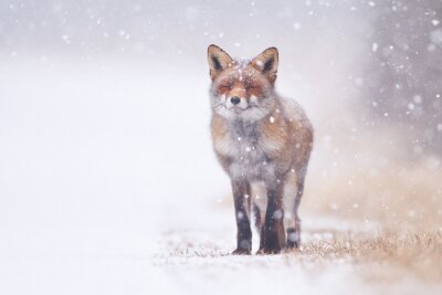 Kleiner Fuchs im Schnee