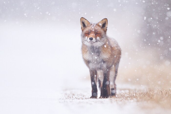 Bild Kleiner Fuchs im Schnee