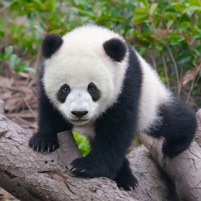 Kleiner panda auf holz