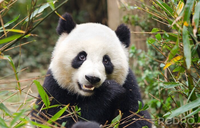 Bild Kleiner Panda Süßer