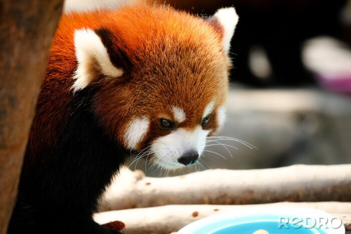 Bild Kleiner roter Panda