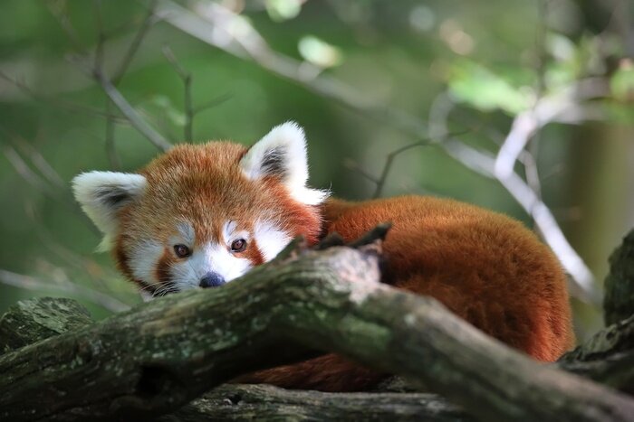 Bild Kleiner roter Panda