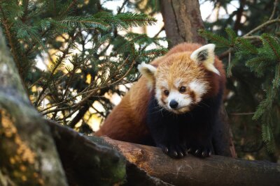Bild Kleiner roter Panda im Baum
