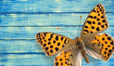 Kleiner Schmetterling auf blauem Holz