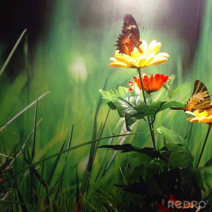 Bild Kleiner Schmetterling auf Blume