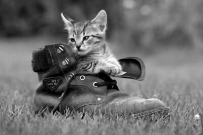 Bild Kleines Haustier in einem Schuh