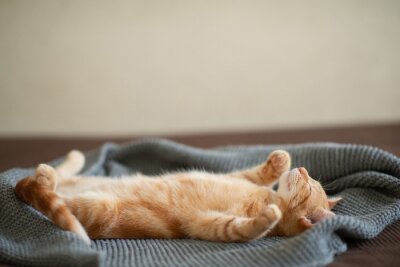 Bild Kleines rotes Kätzchen auf dem Bett