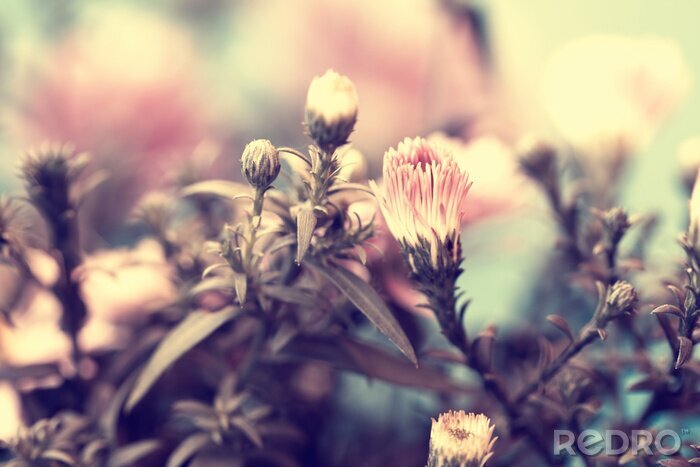 Bild Knospen und Natur