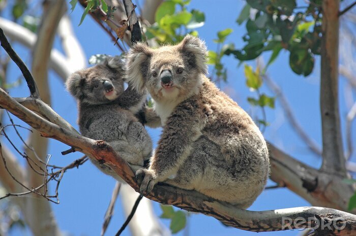 Bild Koalabären auf Bäumen in Australien