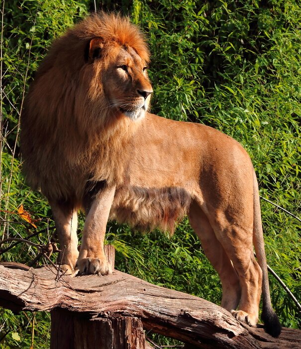 Bild König der Löwen auf dem Stamm