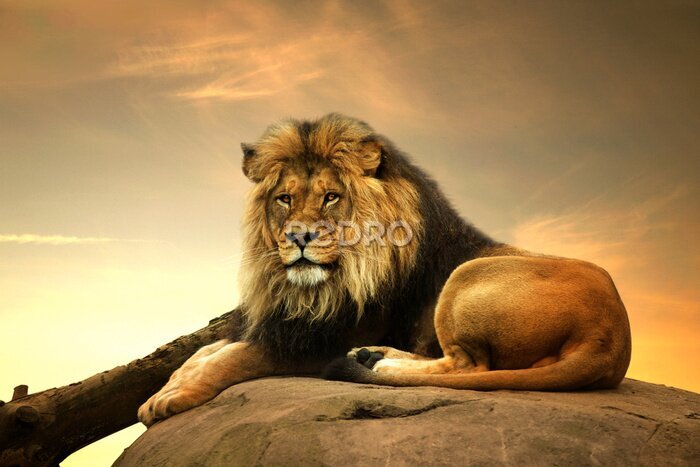 nach Bild König Löwen Maß auf der Felsen liegend