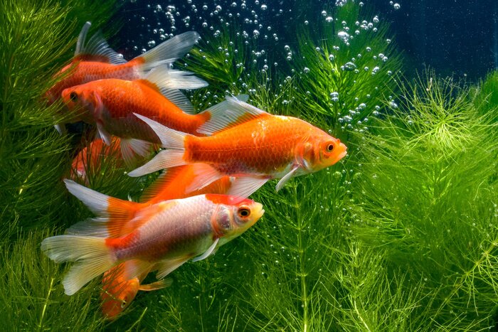 Bild Koi-Fische zwischen Pflanzen