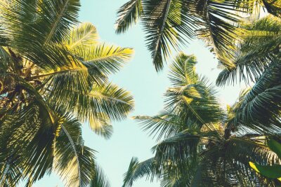 Kokosnusspalmen vor dem Hintergrund des Himmels