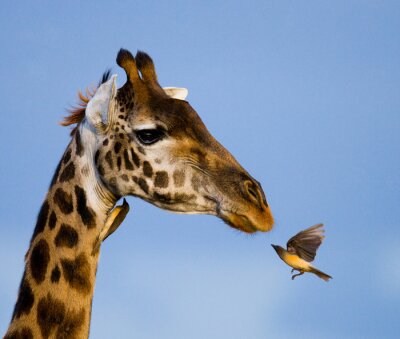 Kolibri mit einer Giraffe in Afrika