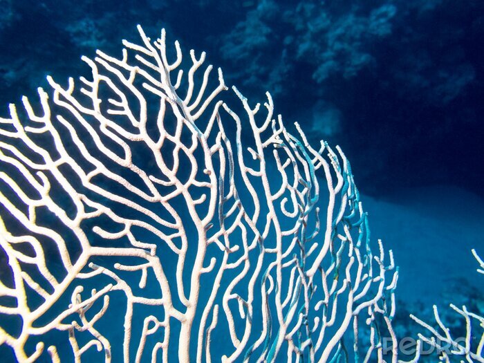 Bild Korallenfächer