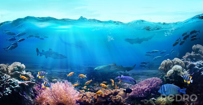 Bild Korallenriff 3D und Wellen