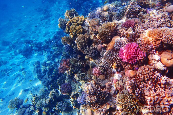 Bild Korallenriff ägypten