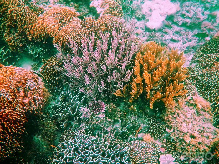 Bild Korallenriff in Indonesien