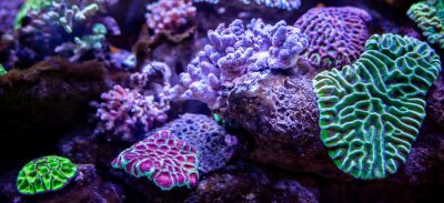 Bild Korallenriff in Violetttönen