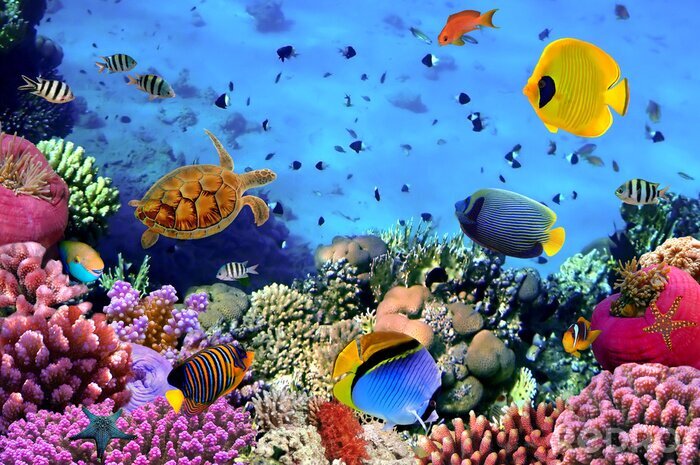 Bild Korallenriff mit Fischen im Ozean