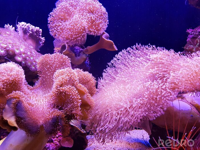 Bild Korallenriff rosa