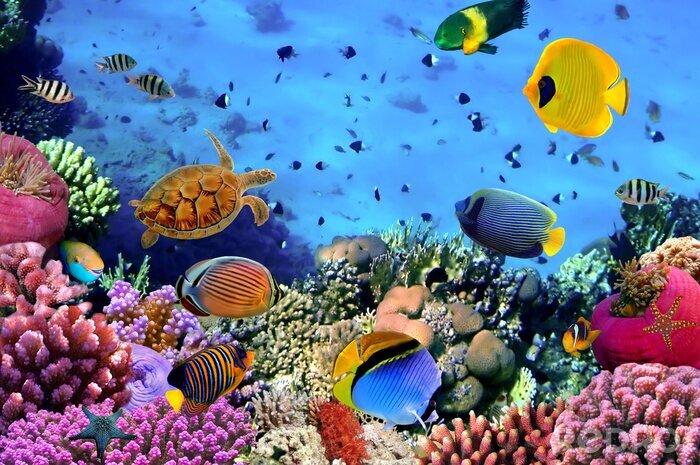 Bild Korallenriff und Ozean