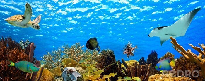 Bild Korallenriff und Ozean bunt